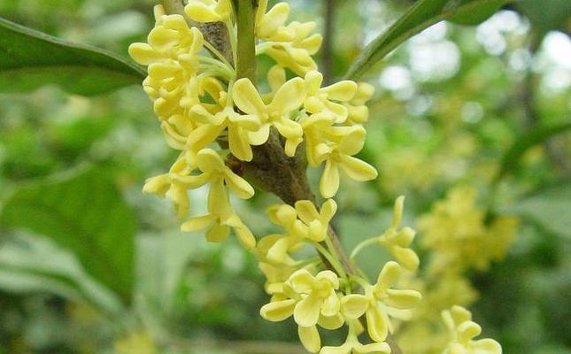 探寻桂花的多彩世界（从颜色到味道，一窥桂花的奇妙之处）