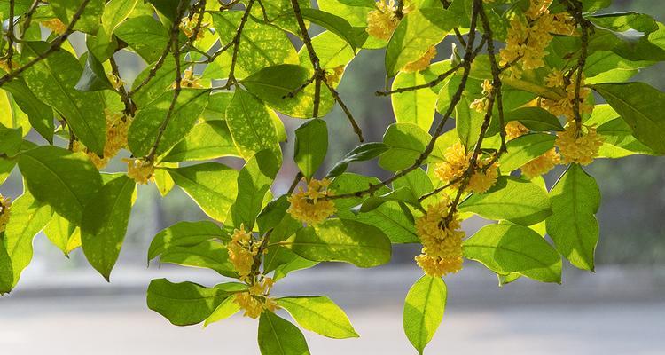 探寻桂花的多彩世界（从颜色到味道，一窥桂花的奇妙之处）