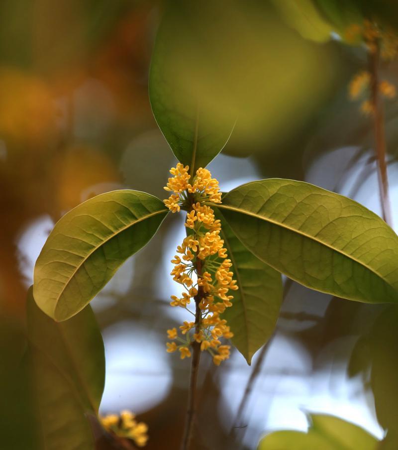 探寻桂花的多彩世界（从颜色到味道，一窥桂花的奇妙之处）