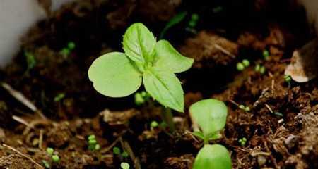 如何种植凤仙花种子？（一步步教你成功种植凤仙花，附详细操作方法及注意事项）