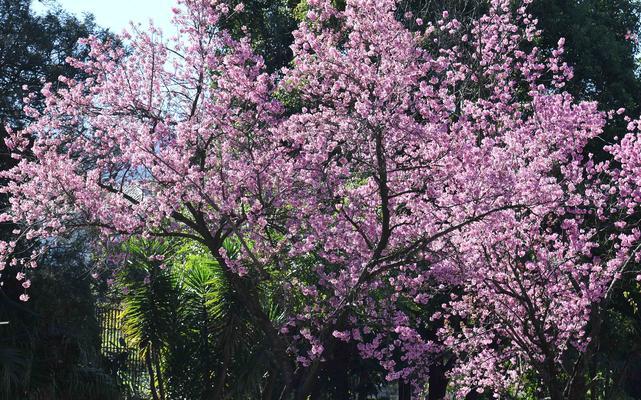 冬日里的鲜花盛宴（探寻寒冬中盛开的美丽花卉）