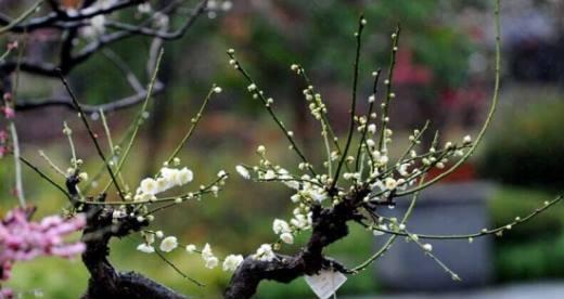 如何成功养护梅花？（掌握关键技巧，让梅花常青常美）