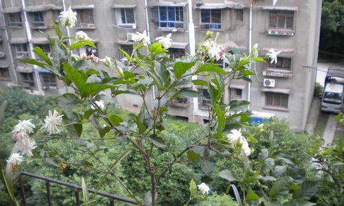 如何养护茉莉花（茉莉花生长的技巧和注意事项）