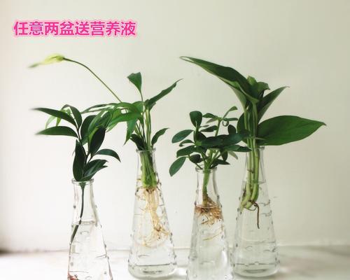 “甲醛污染，用植物除之”（自然的空气净化器，那些吸附甲醛的绿色植物）