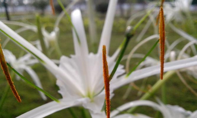 花蕊是花的哪个部位？（了解花蕊的结构和功能，探究花的奥秘）