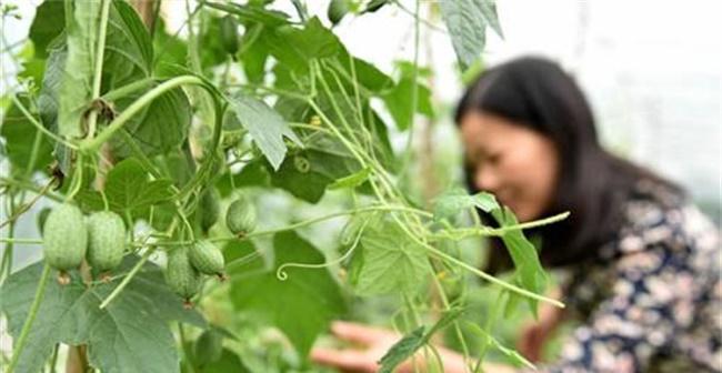 西瓜种植指南（从播种到收获，助你轻松种出美味西瓜）