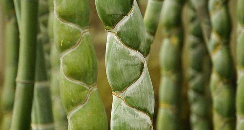 龟甲竹的种植技术（打造私家园林的理想选择）