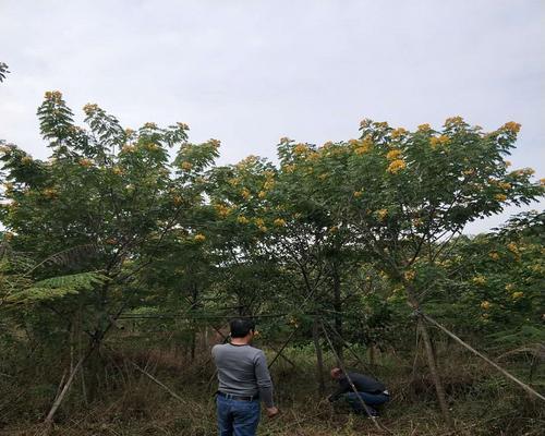 黄花槐的生态特性与生长习性（探究黄花槐的落叶性质及其对环境的适应）