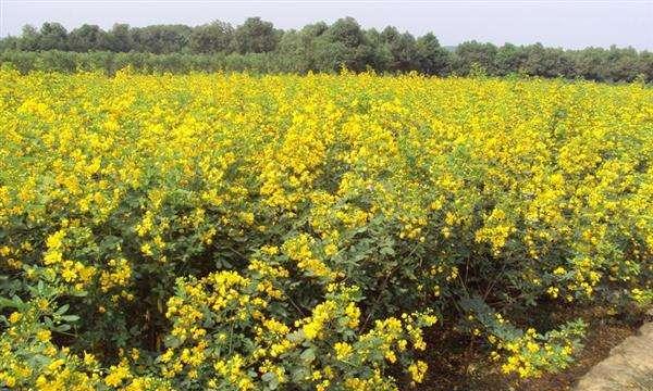 黄花槐的生态特性与生长习性（探究黄花槐的落叶性质及其对环境的适应）