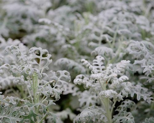 银叶菊养殖全指南（打造美丽花坛，从银叶菊开始）