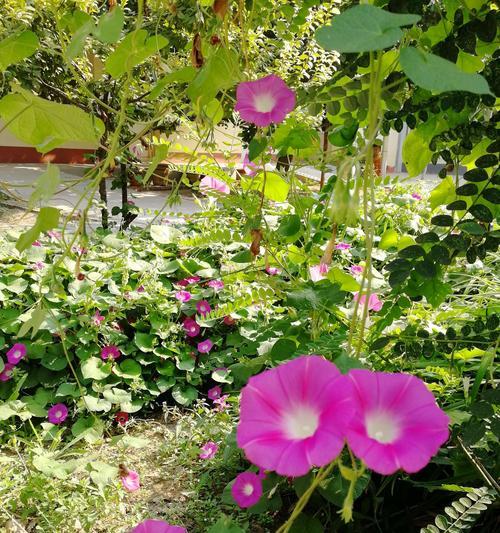 秋天也能种牵牛花？室内种植方法详解（秋天也可以欣赏到牵牛花的美丽，室内养殖全攻略）