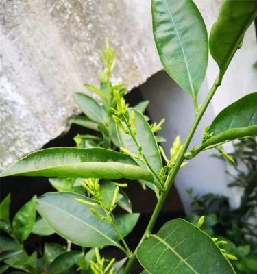 打造迷人花园，教你如何养护夜来香花（从萌芽到盛放，全面掌握夜来香的养护技巧）