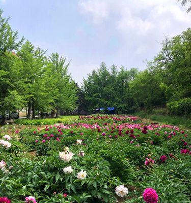 如何种植芍药花（科学种植方法，美丽花园享受）