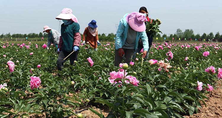 如何种植芍药花（科学种植方法，美丽花园享受）