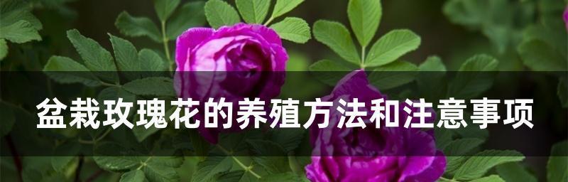 盆栽玫瑰花的养殖方法（打造美丽庭院，从盆栽玫瑰开始）