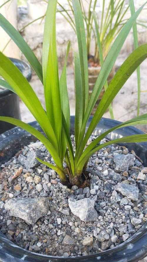 贵州兰花品种全知道（探秘贵州兰花世界，了解兰花的种类和特点）