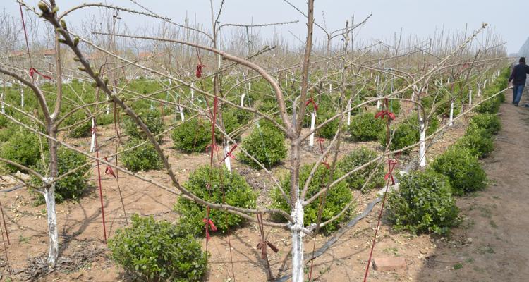 如何种植樱桃树？（从选地到收获，打造美丽果园）