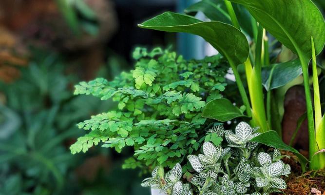 花卉绿植叶子发黄，你知道为什么吗？（探究花卉绿植叶子变黄的原因，让你轻松养好绿植）