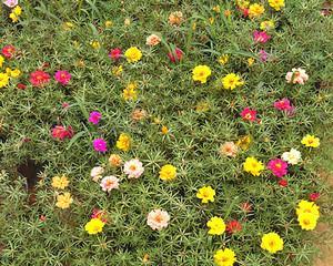 松叶牡丹种植指南（了解松叶牡丹的种植方法，让花园焕发春天的色彩）