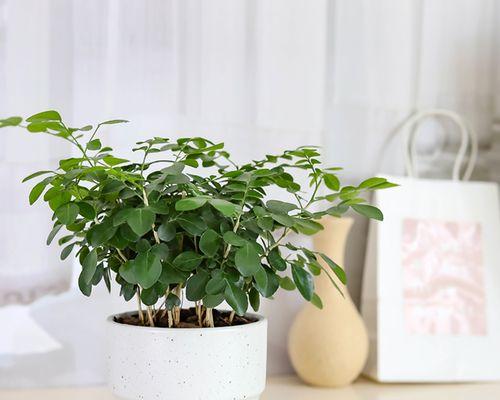 九里香（适合室内环境的绿色植物，欣赏美丽风景的同时净化空气）