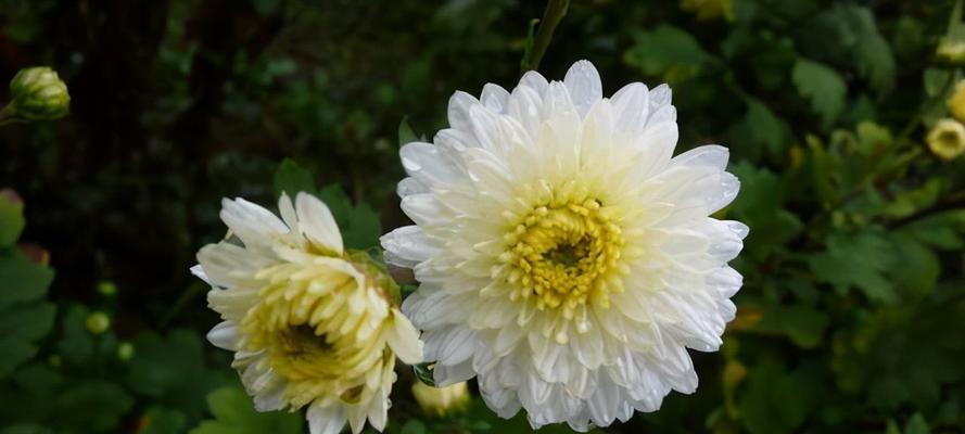 代表友谊的花（探究友谊之美、分享生命之情）