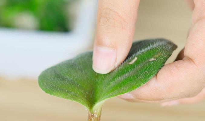 让植物变绿的小妙招（打造自家绿色家园，用这些方法）