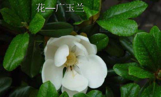 被子植物（从种类到特征，探索被子植物的世界）