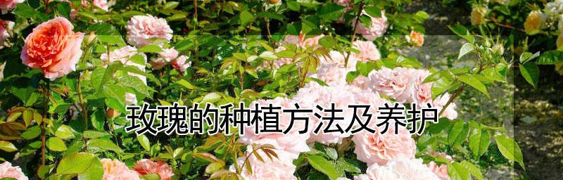 玫瑰花种植与养护（如何让玫瑰花开得更美？玫瑰花）