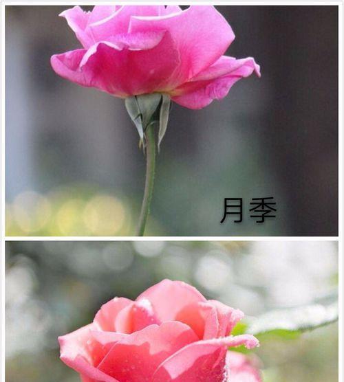 玫瑰花种植与养护（如何让玫瑰花开得更美？玫瑰花）