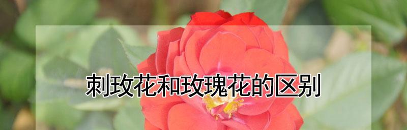 玫瑰花种植与养护（如何让玫瑰花开得更美？玫瑰花）