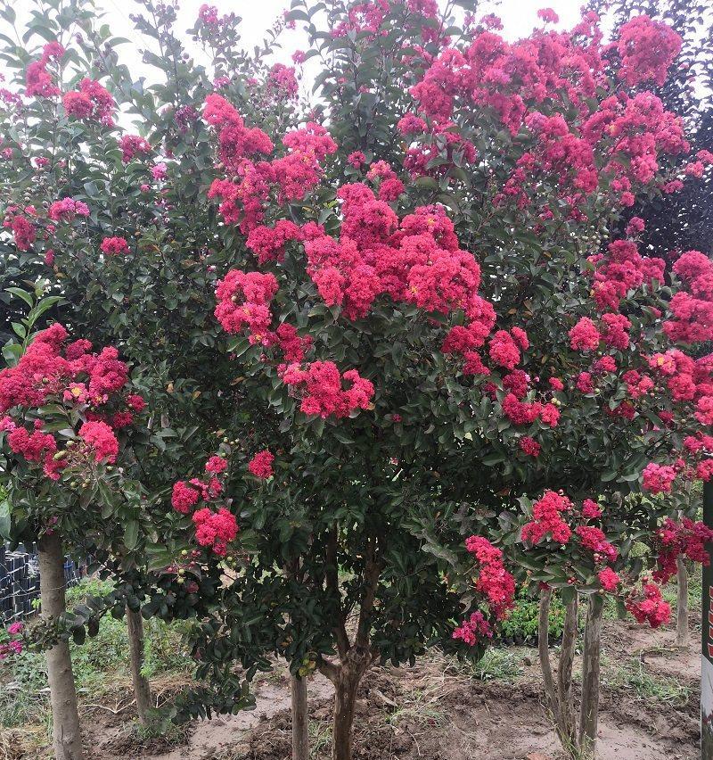 百日红的开花时间及品种介绍（探究百日红花期、花色和习性，了解种植技巧与养护方法）