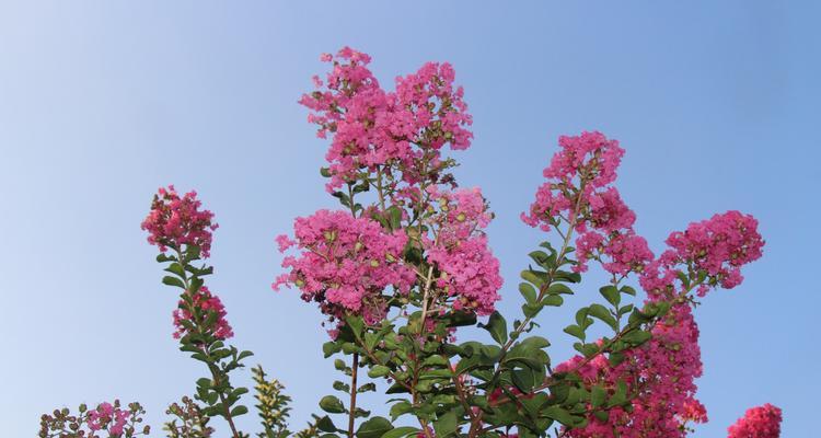 百日红的开花时间及品种介绍（探究百日红花期、花色和习性，了解种植技巧与养护方法）