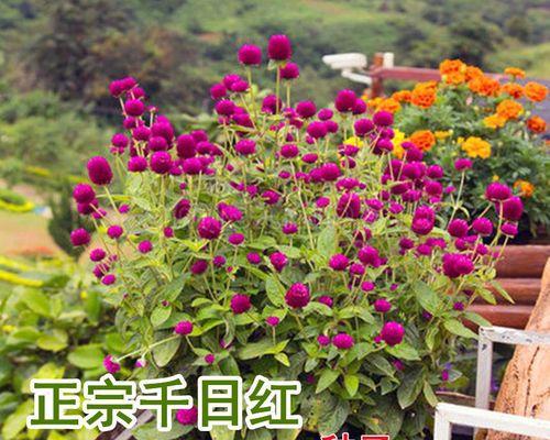 百日红的开花时间及品种介绍（探究百日红花期、花色和习性，了解种植技巧与养护方法）