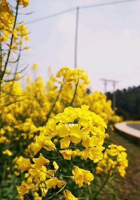 赏花之旅——春季常见花卉全攻略（春天开哪些常见的花？一起来逛花海吧！）