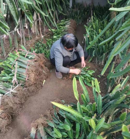 火龙果的最佳种植时间（如何选择适合火龙果生长的季节？）