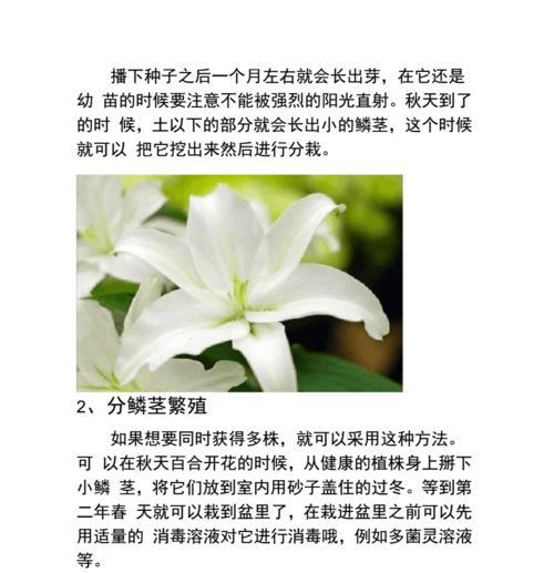 如何养殖健康美丽的百合花（了解百合花的养殖技巧，让它们在你的花园中繁荣茂盛）