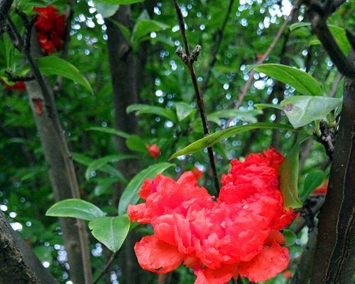 石榴花开放季节及观赏方法（石榴花开放时间、石榴花的观赏方法和种植技巧）