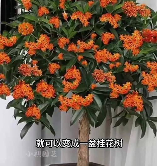 插枝种植技巧——如何让桂花插枝活得更久（桂花插枝栽培小技巧，让你的花园充满芬芳）