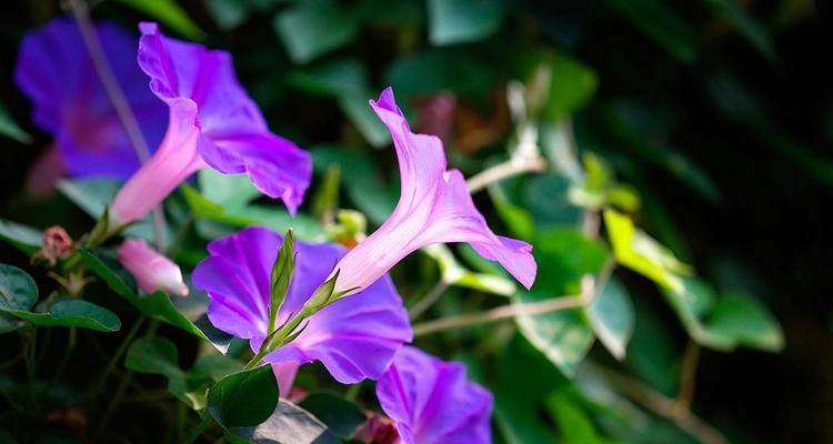 牵牛花——室内的绿色佳人（适合室内环境养殖的热带藤本植物）