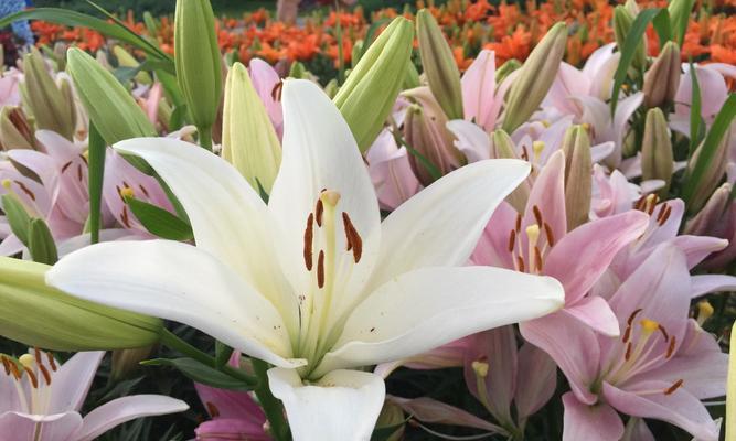 追寻百合花的盛放季节（探寻百合花开的时间与地点）