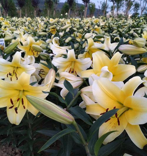 追寻百合花的盛放季节（探寻百合花开的时间与地点）