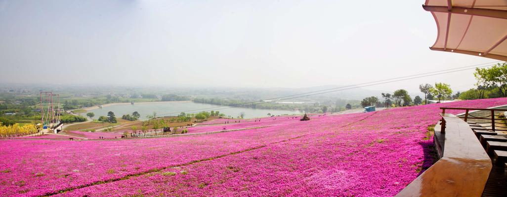 如何在春季种植最佳的芝樱？（从选择品种到营养管理，全面解析种植要点）