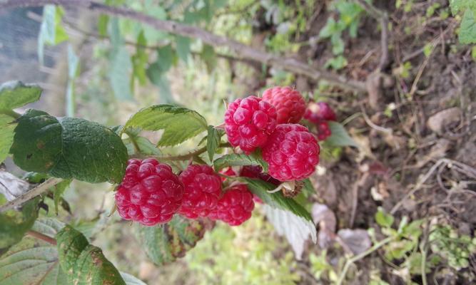 如何种植树莓（打造美味又营养的树莓园）