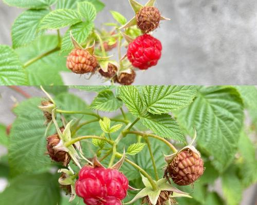 如何种植树莓（打造美味又营养的树莓园）