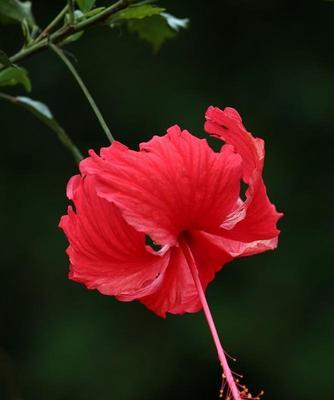 扶桑花养护全攻略（让你轻松掌握扶桑花的美丽）