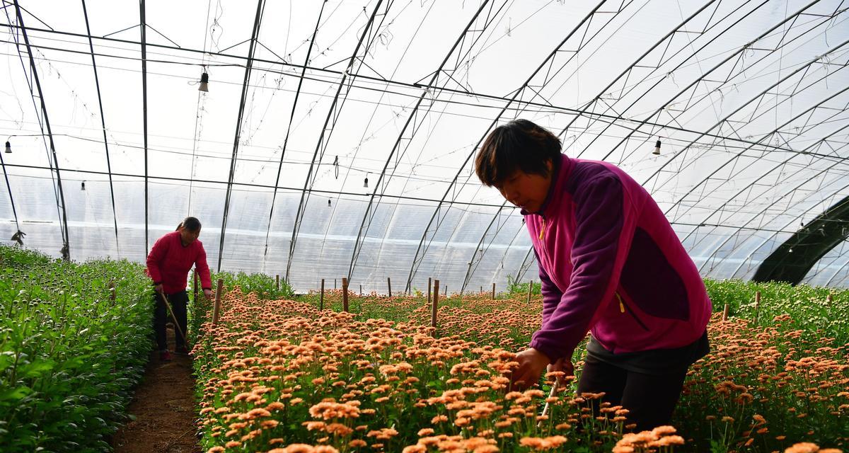 从入门到精通——花木栽培技术问答（了解花木的栽培技巧，成就绿色植物的美丽世界）