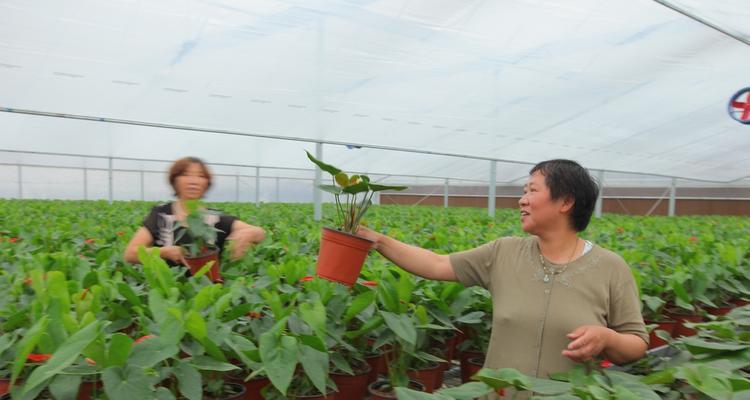 从入门到精通——花木栽培技术问答（了解花木的栽培技巧，成就绿色植物的美丽世界）