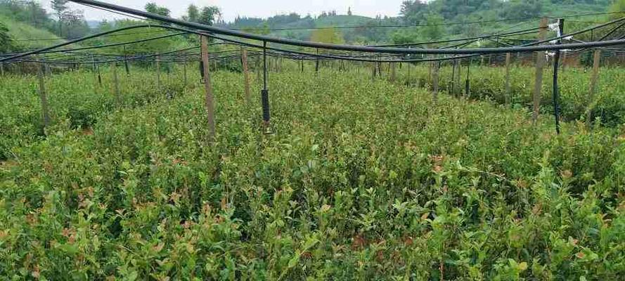 油茶树种植栽培技巧（从选种到管理，全面了解油茶树）