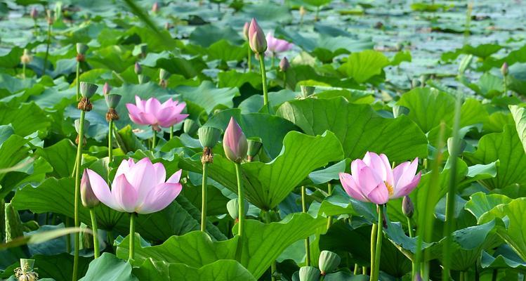 盛夏璀璨花海——夏天开的花（走进缤纷花海，品味盛夏的美好）