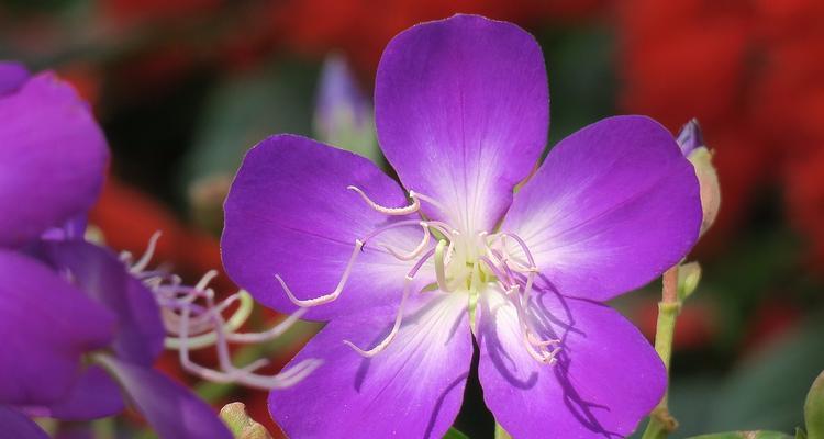 盛夏璀璨花海——夏天开的花（走进缤纷花海，品味盛夏的美好）